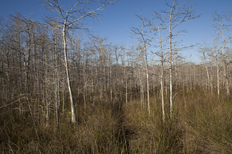 Bare Dwarf Bald Cypress Trees and Grass at the Big Cypress National Preserve