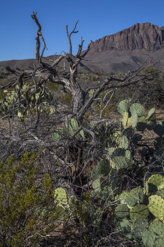 Bare Tree Amongst Prickly Pear Cacti Pads