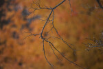 Bare Tree Branches at Evergreen Park