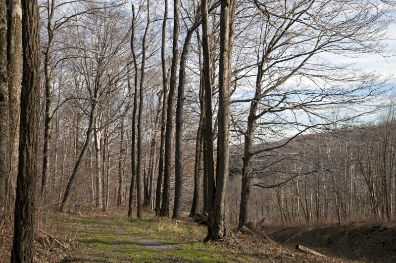 Bare Trees along the Trail