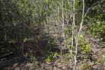 Bare Trees at Windley Key Fossil Reef Geological State Park