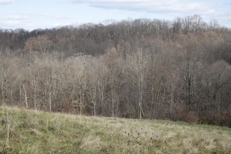 Bare Trees Beyond a Grassy Hill at Boyce Park