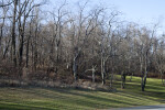 Bare Trees Growing in Grassy Area at Boyce Park