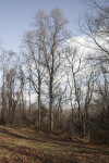 Bare Trees on a Slope at Boyce Park