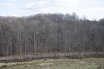 Bare Trees on Either Side of a Curving Road