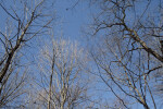 Bare Trees Pictured Against Light-Blue Sky