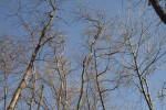 Bare Trees with Many Thin Branches