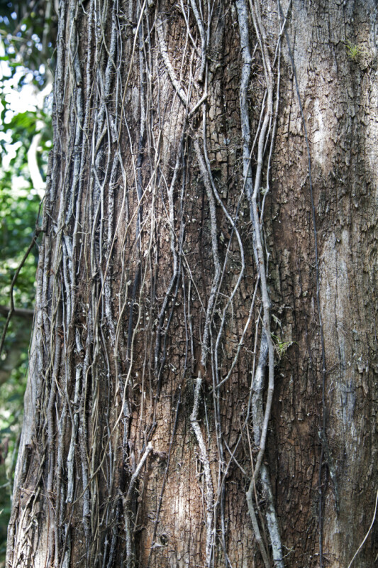Bare Vines on a Tree Trunk