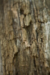 Bark Detail