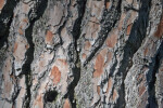 Bark of a Chir Pine