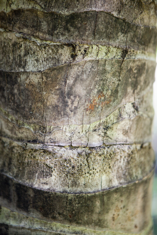 Bark of a Coconut Tree