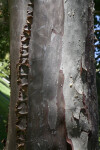 Bark of a Guadalupe Island Cypress Tree