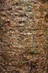 Bark of a Gumbo-Limbo Tree with Red, Brown, and Green Colors
