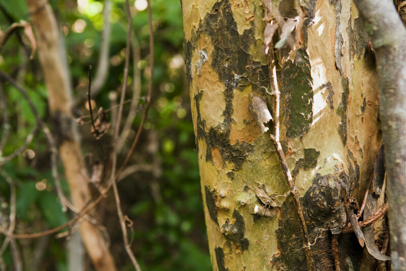 Bark of a Gumbo-Limbo Tree