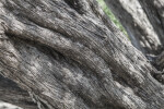 Bark of a Mangrove