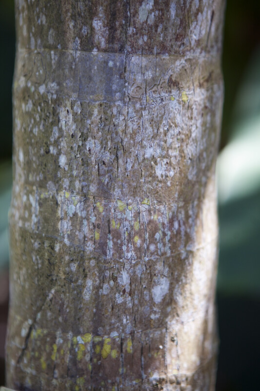 Bark of a Mount Lewis King Palm