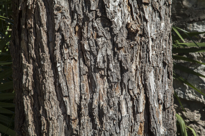 Bark of a Pecan Tree at the Alamo Mission