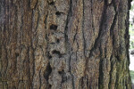 Bark of a Red Ironbark Tree