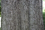 Bark of a River She-Oak Tree