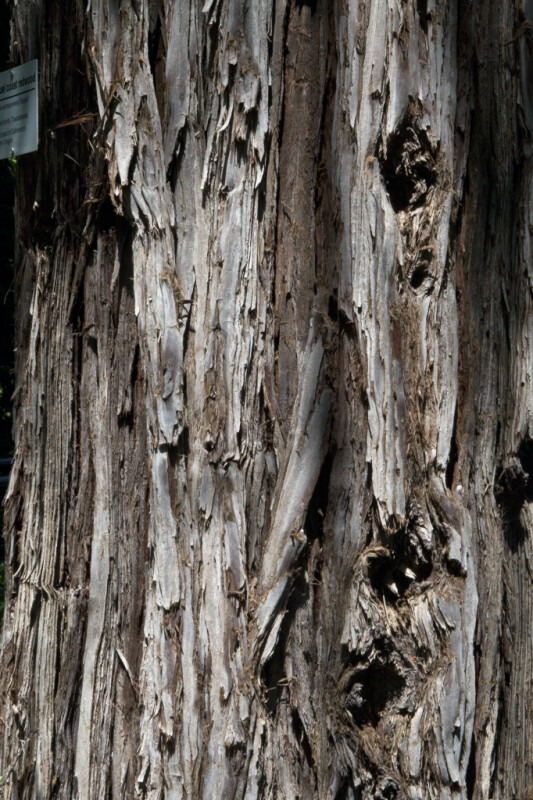 Bark of a Soquel Coast Redwood