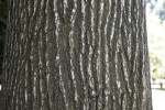 Bark of an American Sweetgum Tree