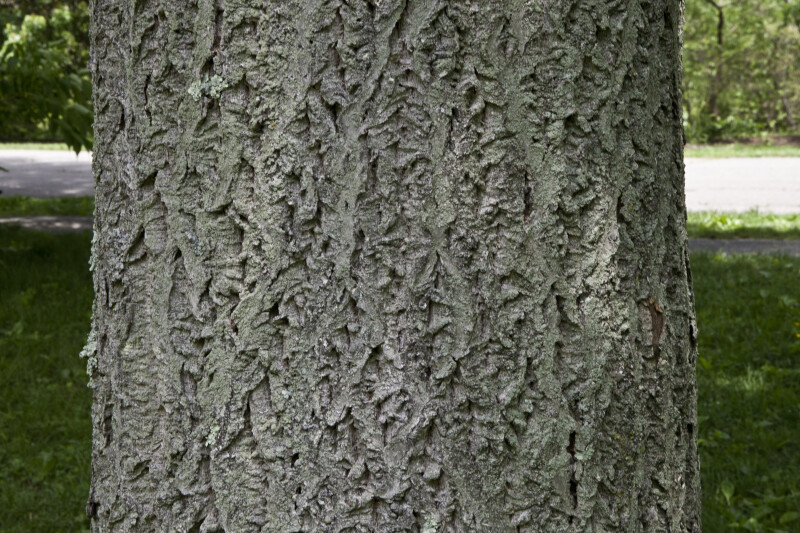 Bark of an Amur Cork Tree