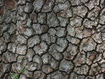 Bark Texture