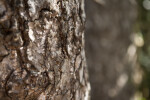 Bark Texture