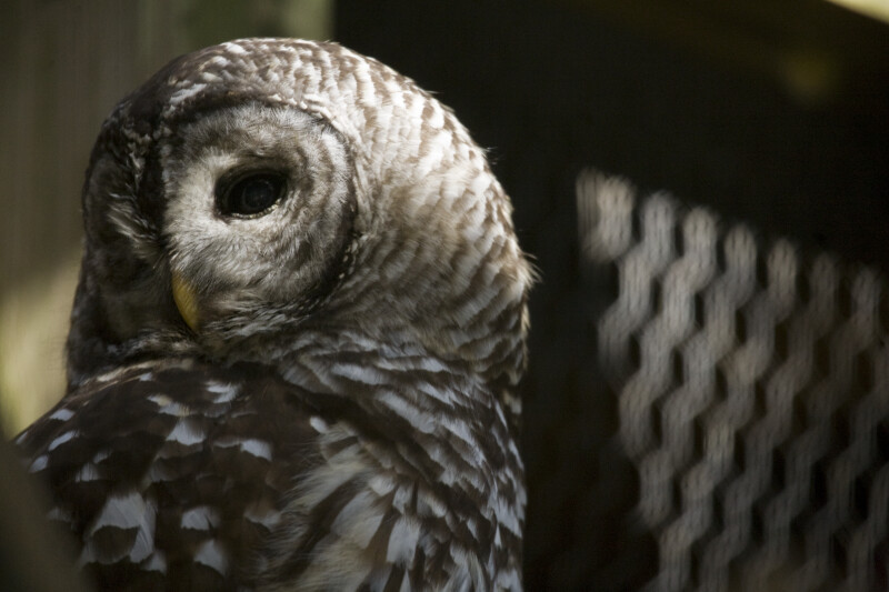 Barn Owl Close-up