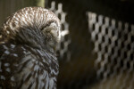 Barn Owl from the Side