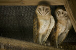 Barn Owls Sleeping in the Rafters at the Flamingo Gardens