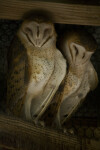 Barn Owls Sleeping