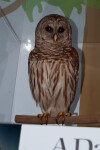 Barred Owl