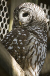 Barred Owl