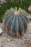 Barrel Cactus