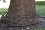 Base of a Bunya Pine