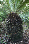 Base of a Cycad