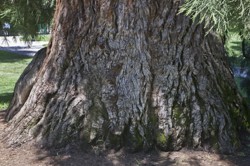 Base of a Sierra Redwood at Capitol Park in Sacramento