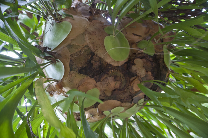 Base of a Staghorn Fern at the Washington Oaks Gardens State Park
