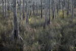 Bases of Cypress Trees