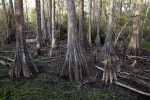 Bases of Several Swamp Cypress Trees