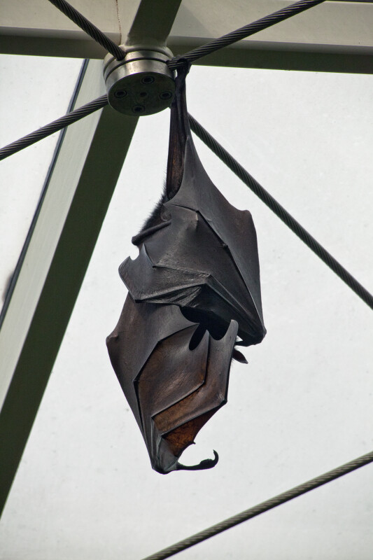 Bat Hanging from a Wire