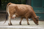 Bavarian Brown Cow Foraging
