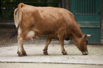 Bavarian Brown Cow Side-View