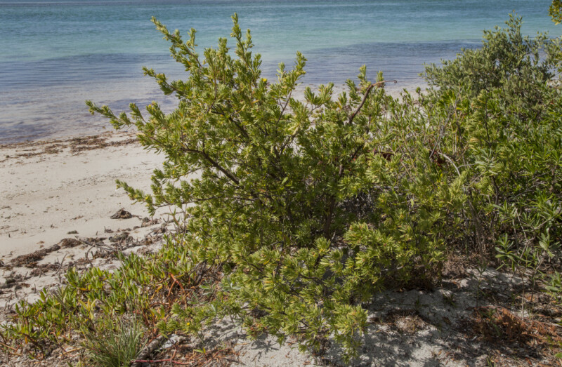 Bay-Cedar with Green and Yellow Leaves Growing Near Shoreline