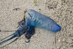 Beached Man-of-War