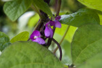 Bean Flowers