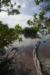 Bear Lake and Fallen Tree