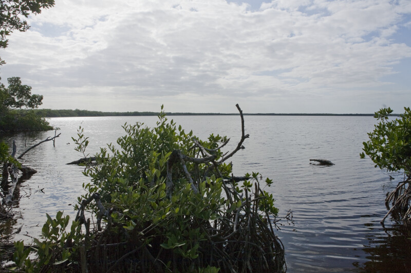Bear Lake Mangroves