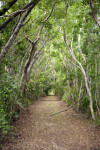 Bear Lake Trail